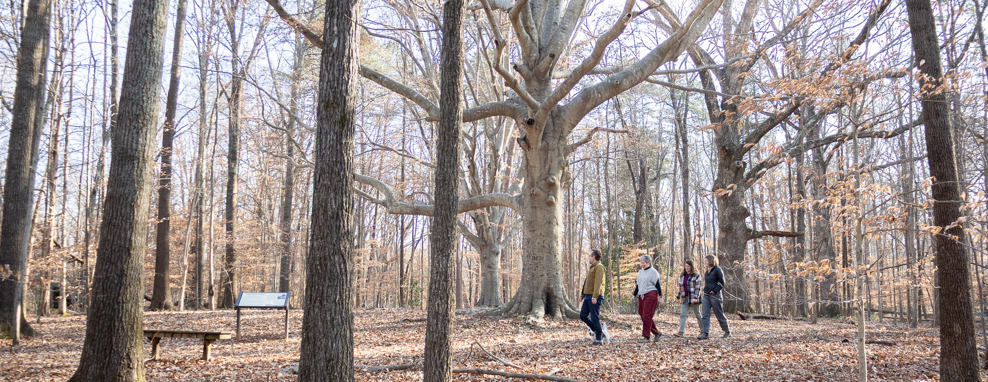 Guided Walk in Guilford Woods